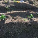 ジャガイモ発芽と今年の植付計画(令和3年)