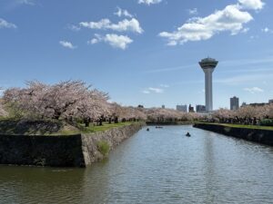 3桜